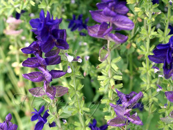 Painted Sage